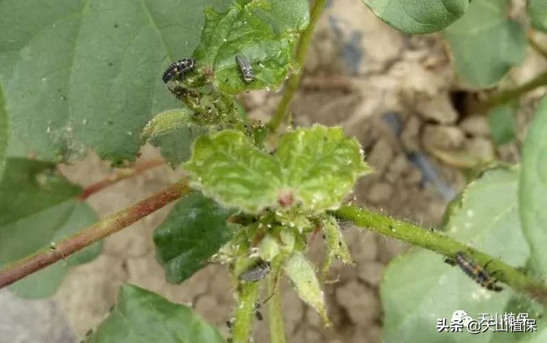 2021农业病虫害,2023年农作物病虫害防治专题会