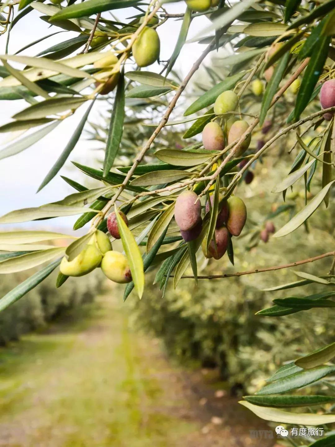 希腊游预算1w,希腊旅游一般要多少钱一家四口