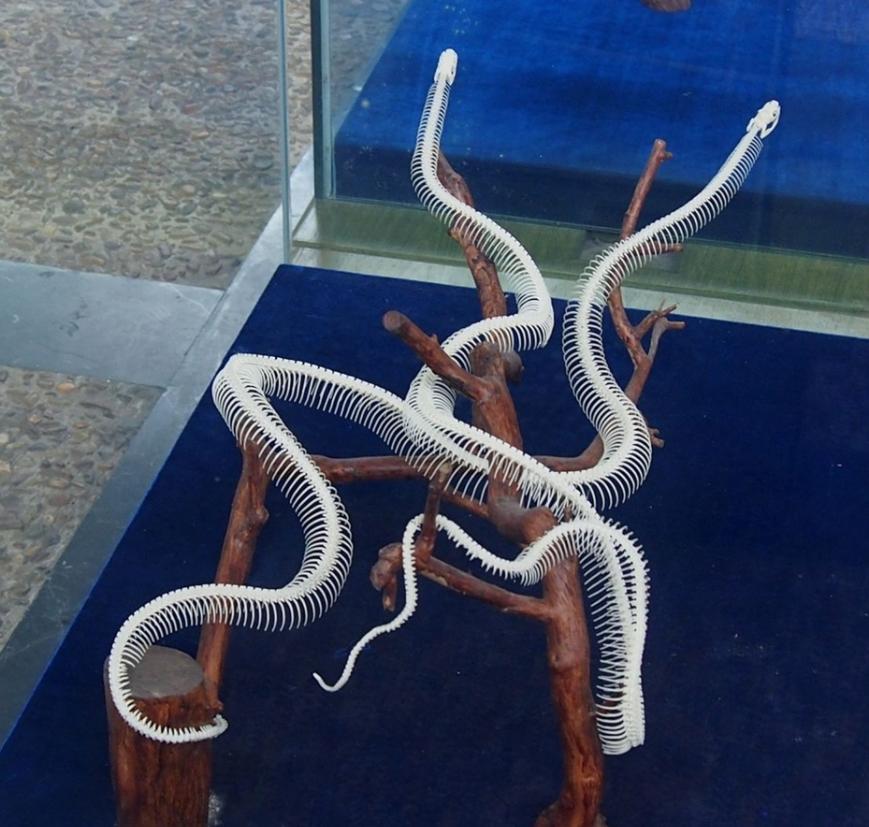 红束带蛇,红边束带蛇