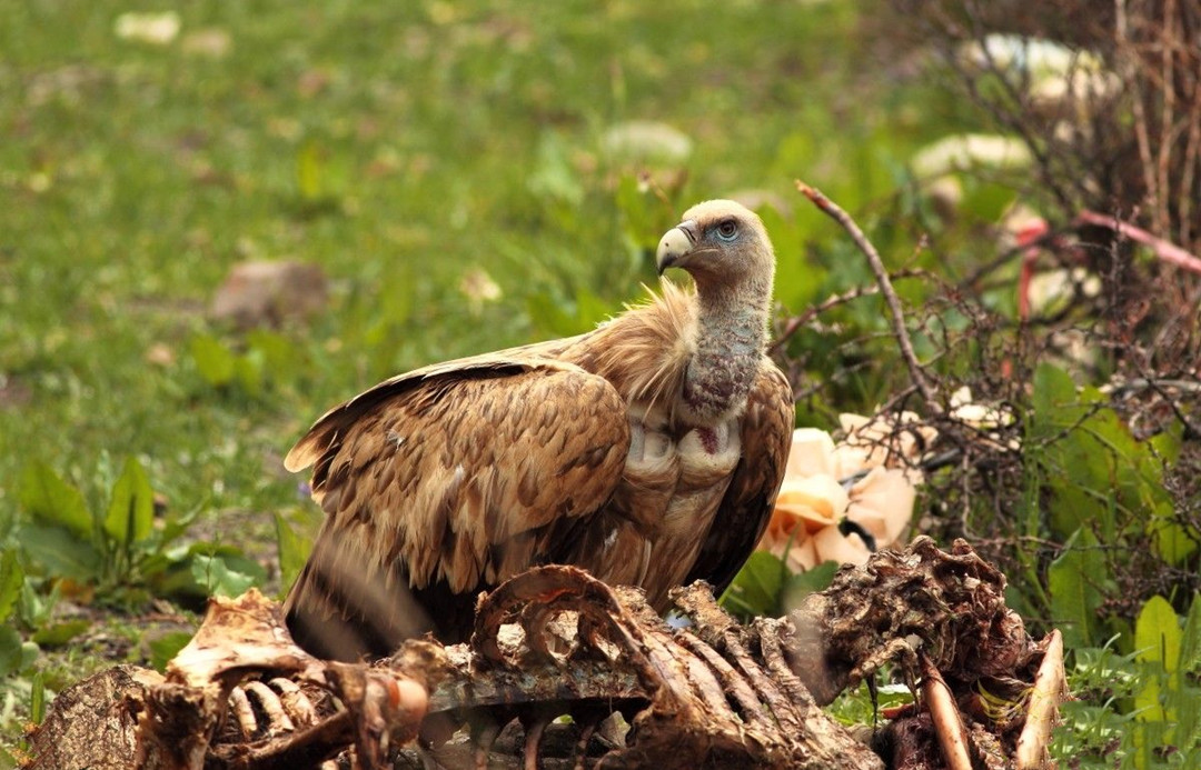 青海泽库公路现高山秃鹫，形象凶狠声誉差，却对伴侣忠贞不二