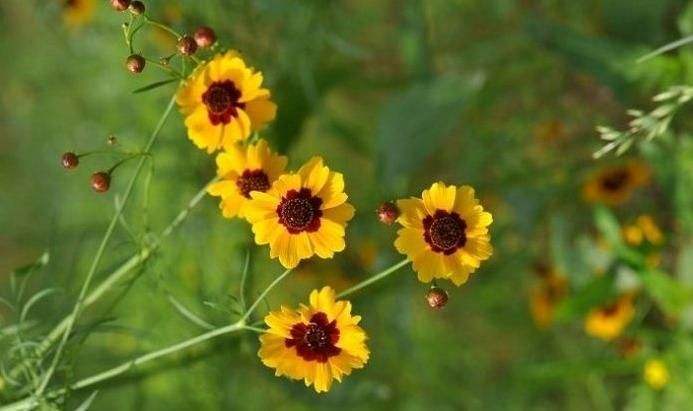 天山雪菊自家种的功效咋样,天山雪菊可以长期存放吗