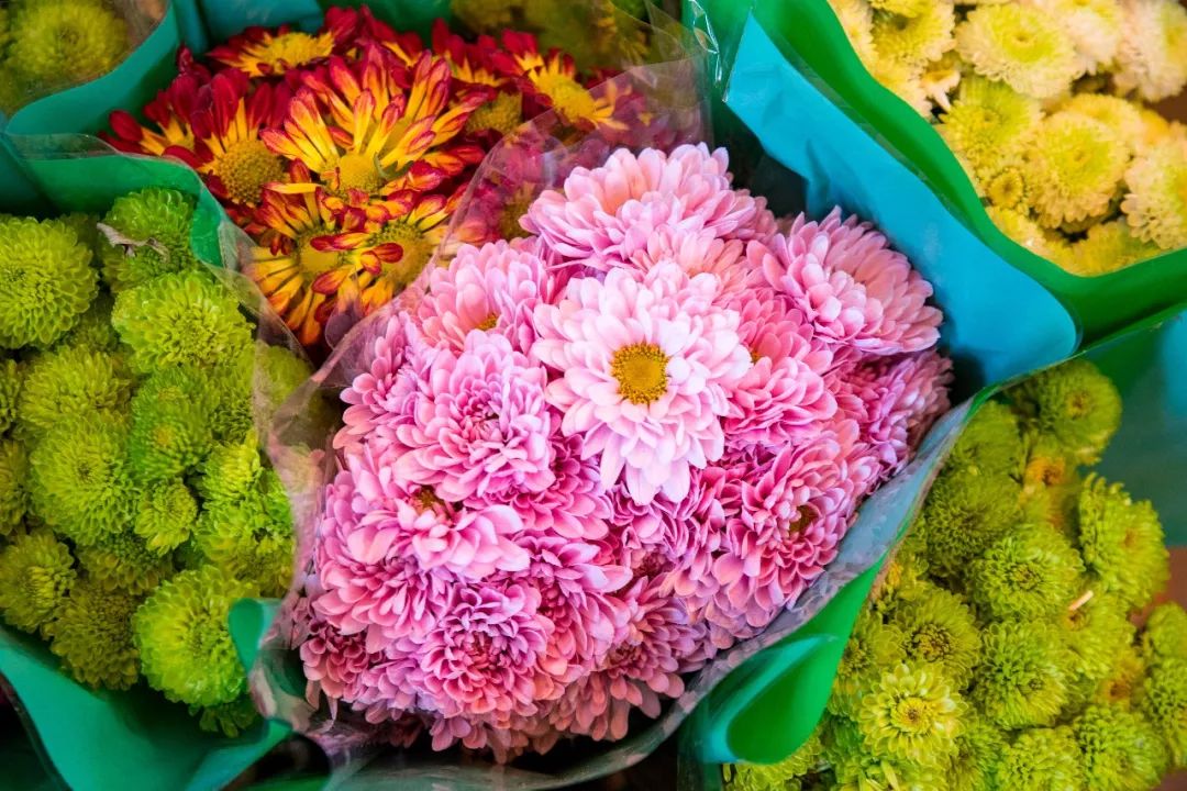 广州最大的花卉市场有哪些店,广州最便宜的花卉交易市场