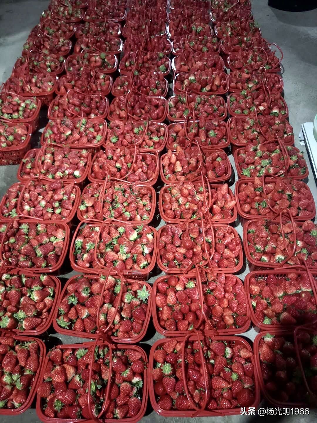 鍑噷鏀惰垂绔欏崠鑽夎帗 (鍑噷闄勮繎鐧借壊鑽夎帗)