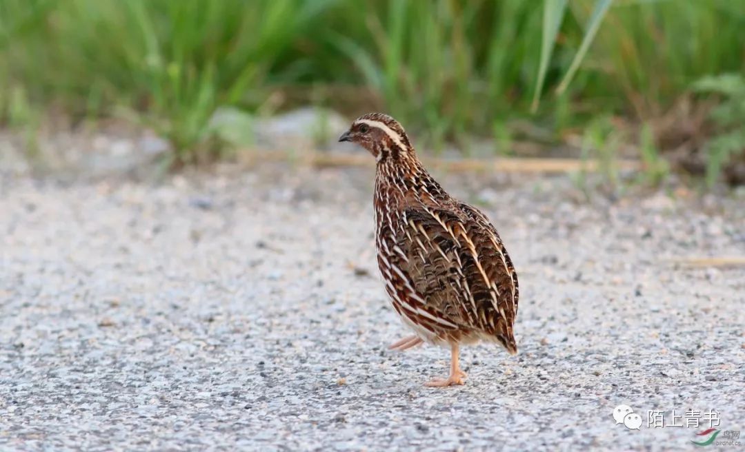 农村家禽圈养制度,农村冬天养鹌鹑
