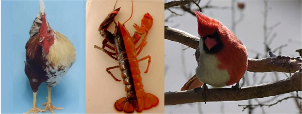 闆岄泟寮備綋鎬庝箞绻佹畺,闆岄泟寮備綋濡備綍绻佹畺