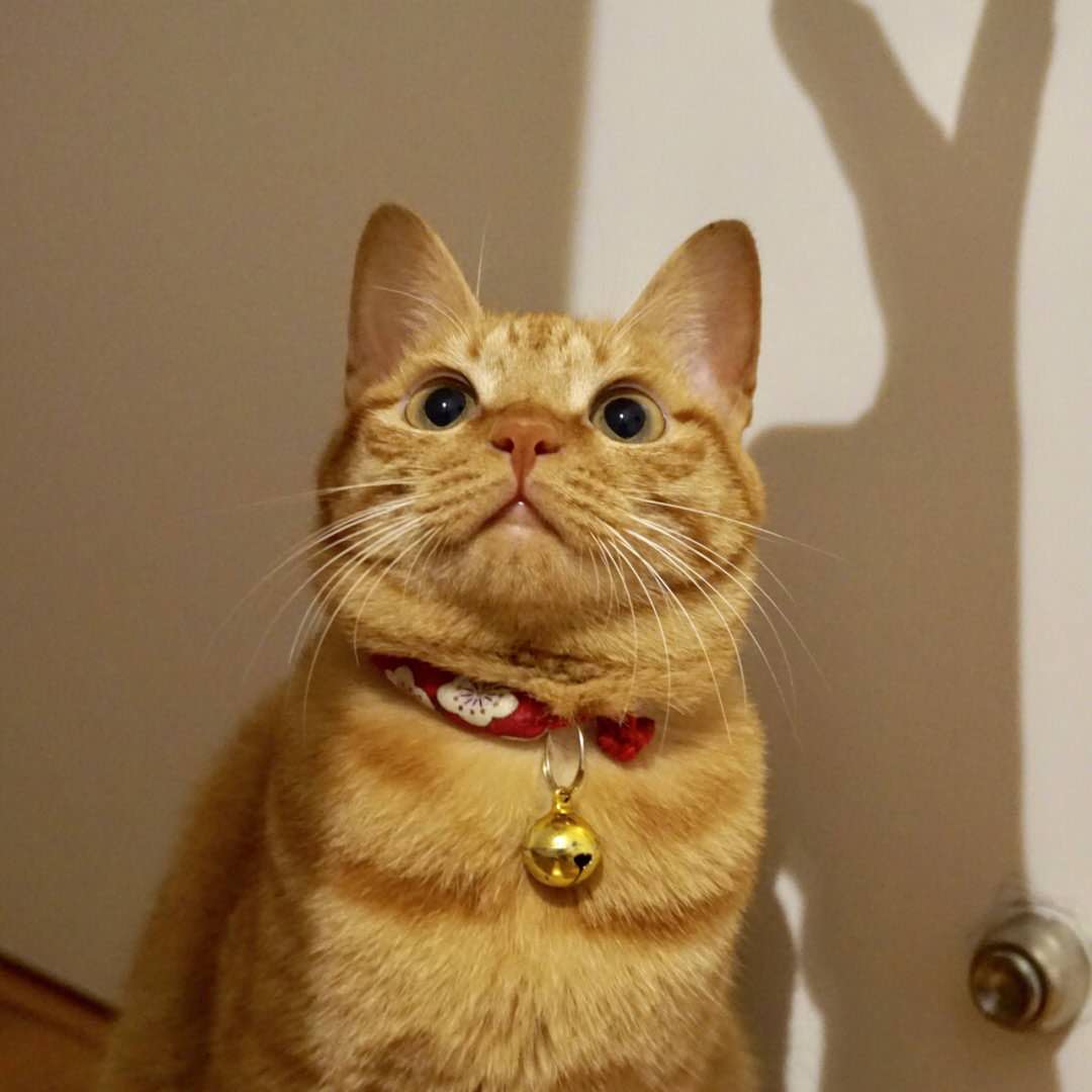 猫奶糕你选对了吗？拒绝花冤枉钱