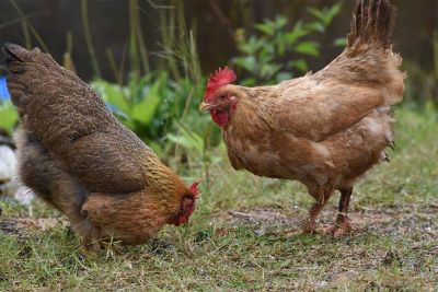 土鸡品种有哪些哪个品种好养,土鸡品种最好的是什么品种