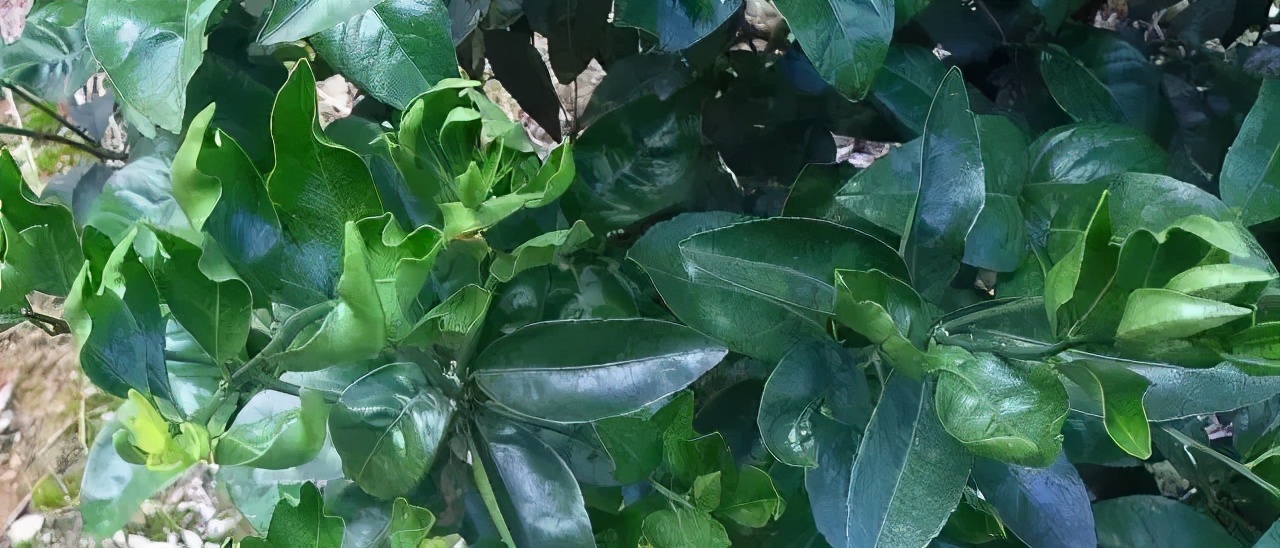 除草剂漂移药害谁负责,除草剂漂移产生的纠纷怎么处理