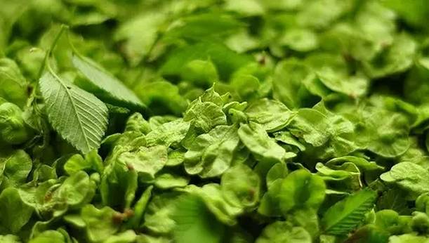 东北独一无二的水果,原生态水果原汁原味的家乡味道