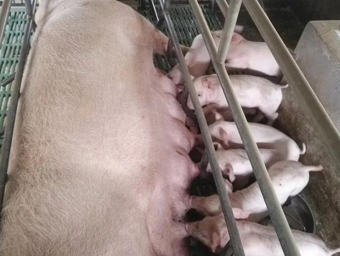 母猪奶水不好的主要原因,母猪奶水少快速解决方法
