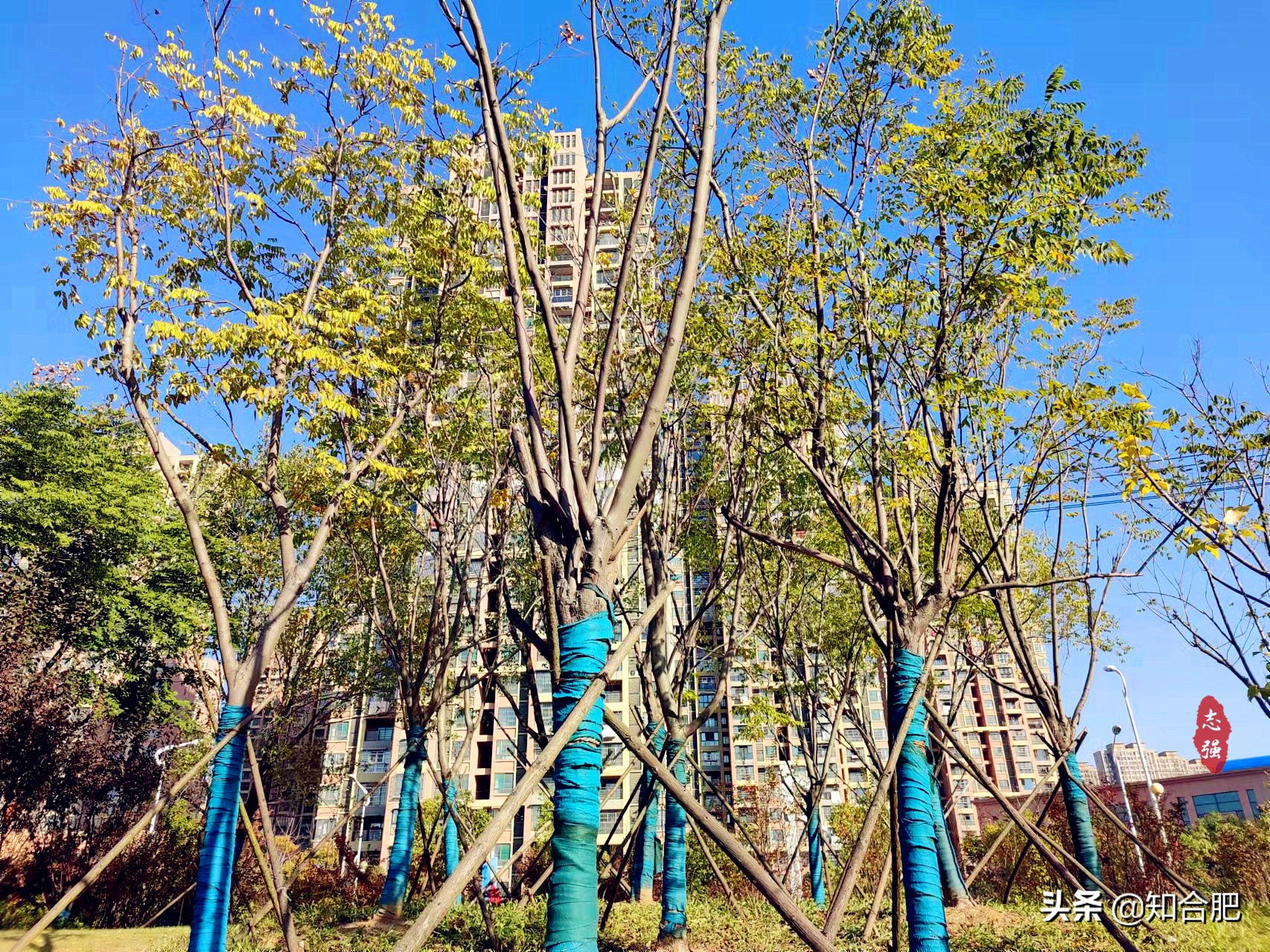 秋天合肥最合适旅游的地方,合肥赏秋景有什么地方可以玩