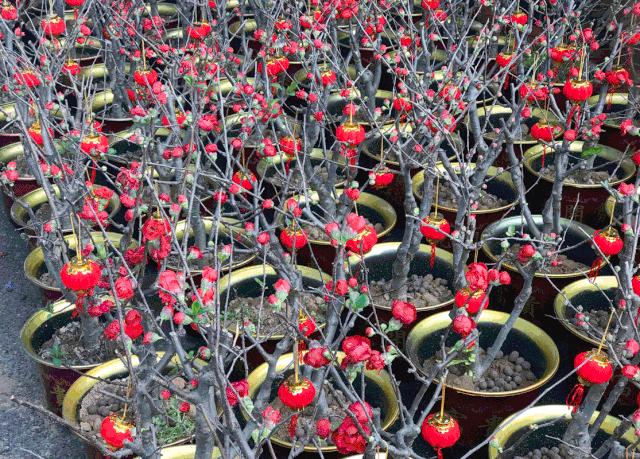 肇庆各区花市,2020肇庆市花市图片