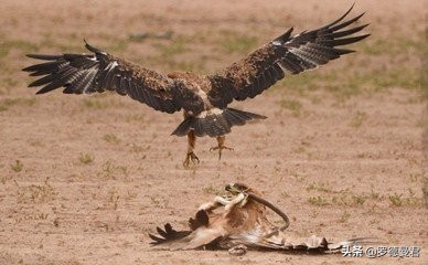 世界足坛五大神兽,世界十大威猛动物