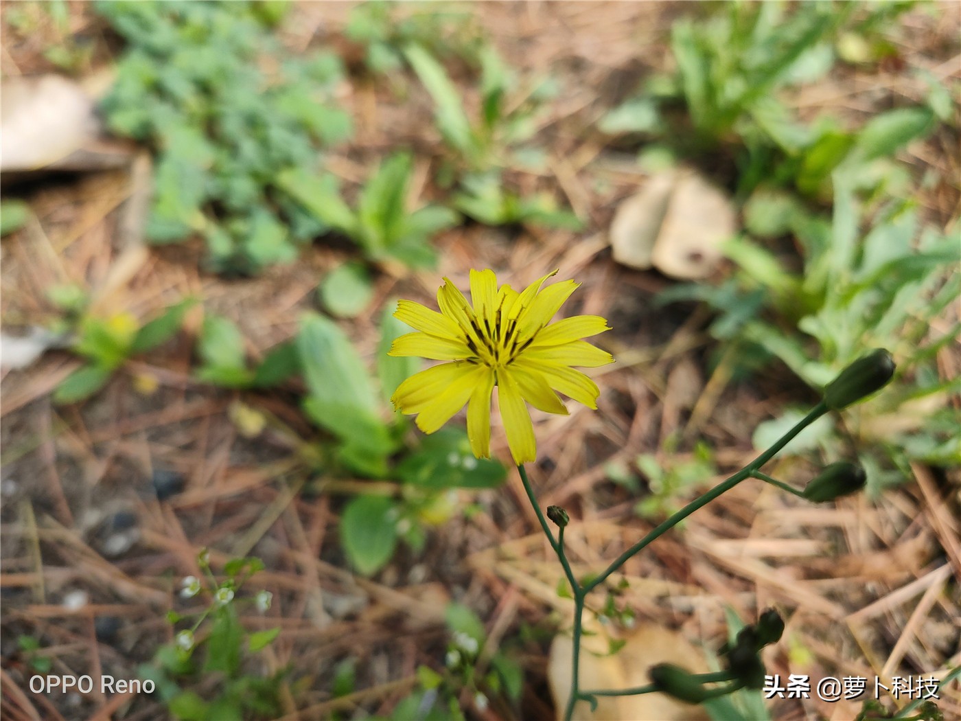 opporeno全系列测评,opporeno全面屏评测