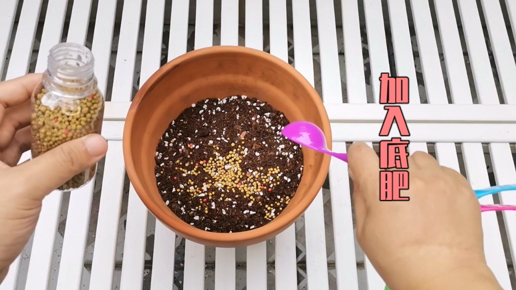 酢浆草播种技巧,酢浆草怎么播种