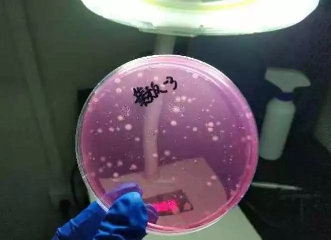 天天用的菜板，竟然有35万霉菌