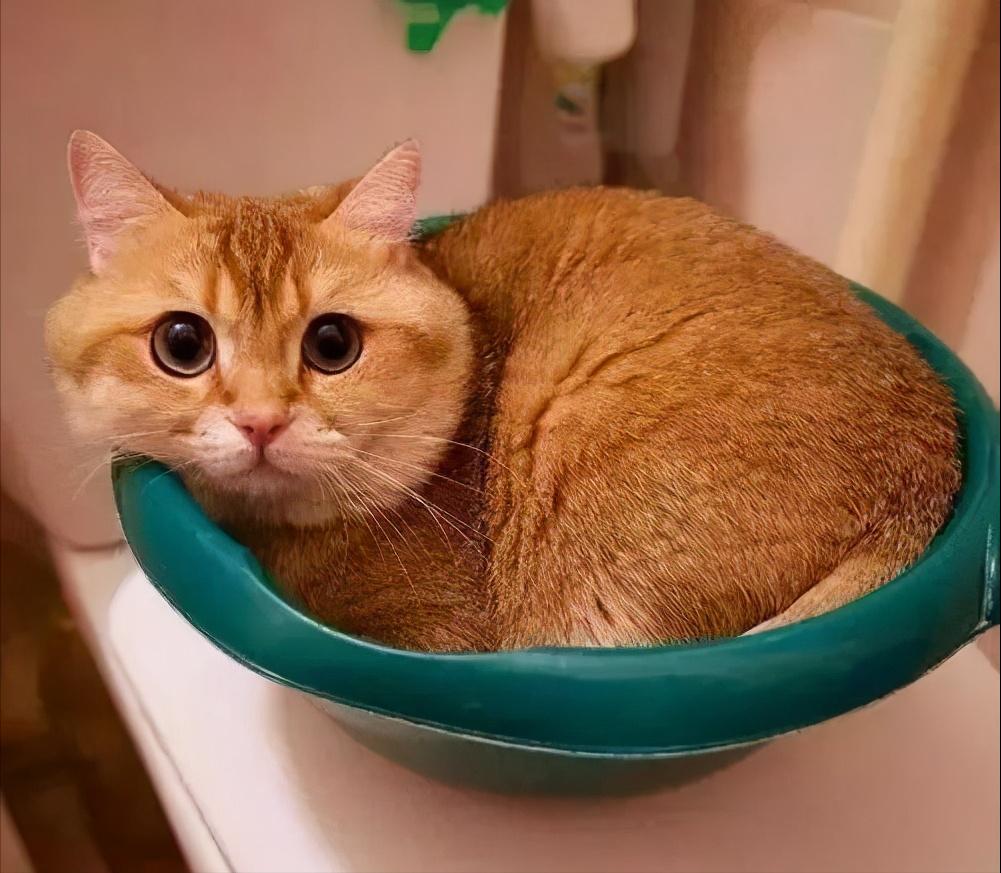 猫咪呕吐突然不亲近人,突然猫咪浑身发抖呕吐粉色物