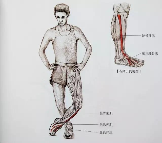 小腿紧绷发硬越来越粗怎么瘦,小腿特别粗全是肌肉怎么瘦啊