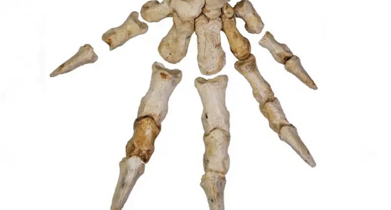 澳大利亚大袋鼠灭绝了吗,袋鼠面临濒临灭绝的危机吗