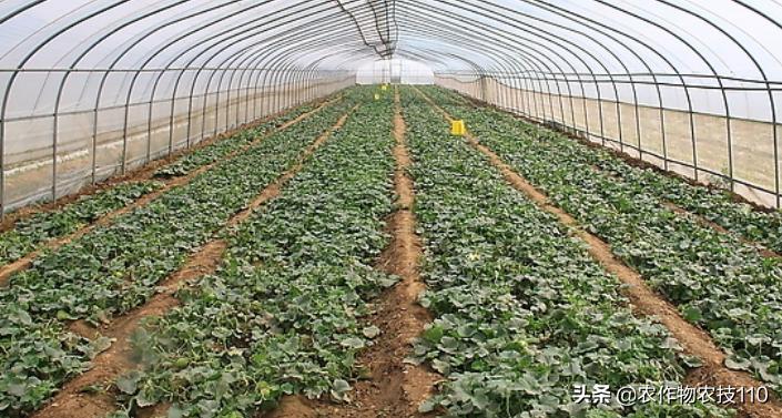 甜瓜品种更香更甜更高产易栽培,冬季大棚甜瓜高产栽培技术