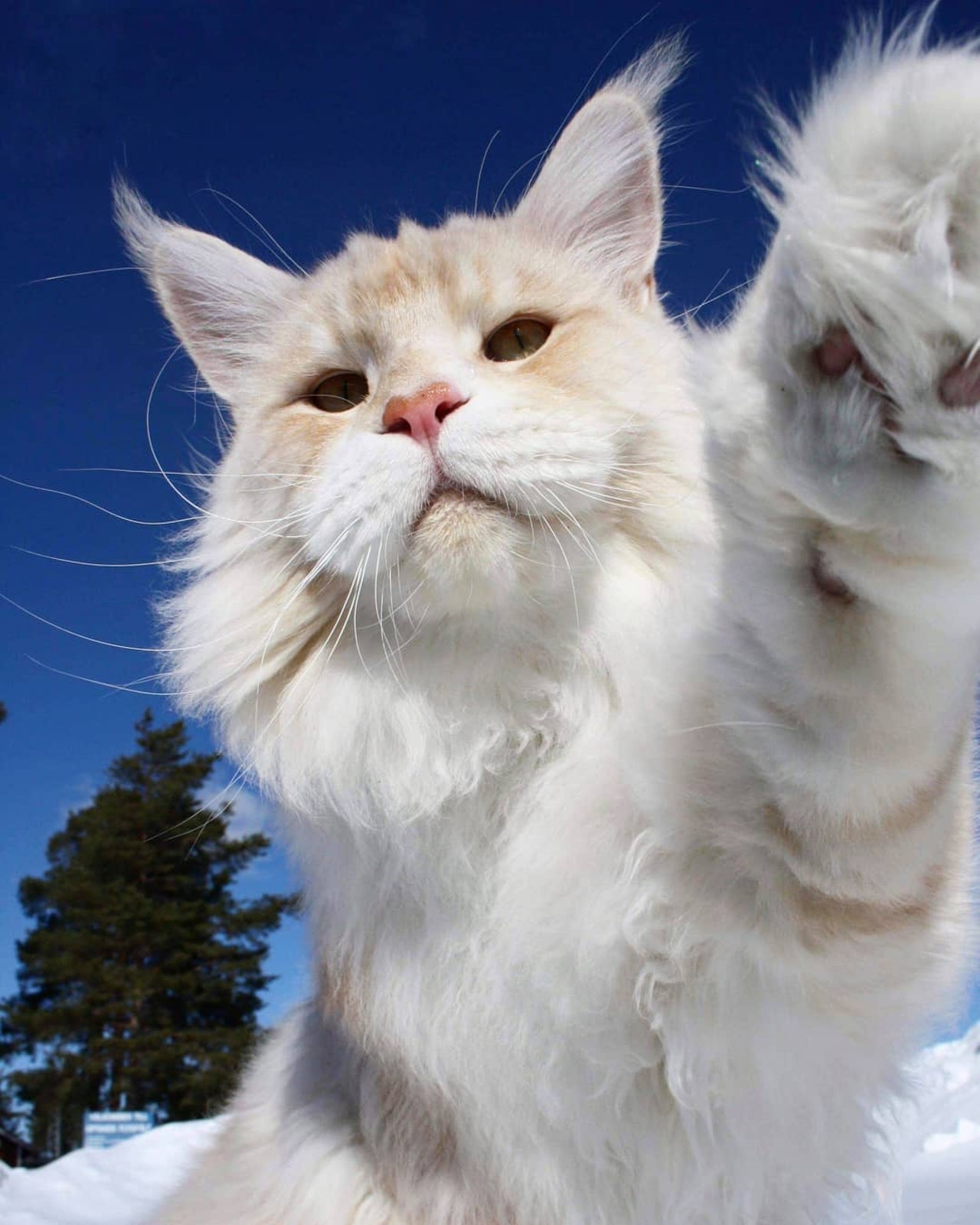 缅因猫这么温顺怎么在野外生存,缅因猫和狸花猫能不能好好相处