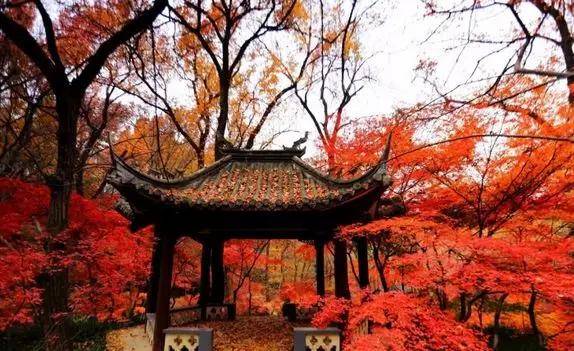 南京枫叶栖霞山什么时候看好看,南京栖霞山几月最红