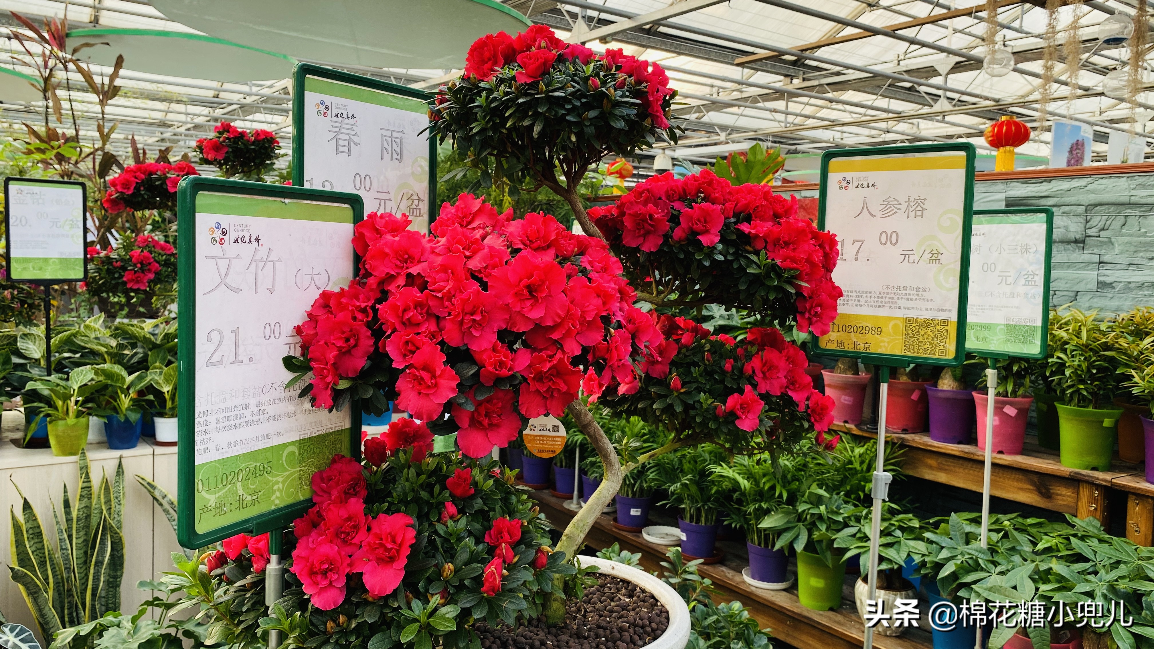 北京开了第一家绿植花卉大超市,北京最大花卉绿植市场