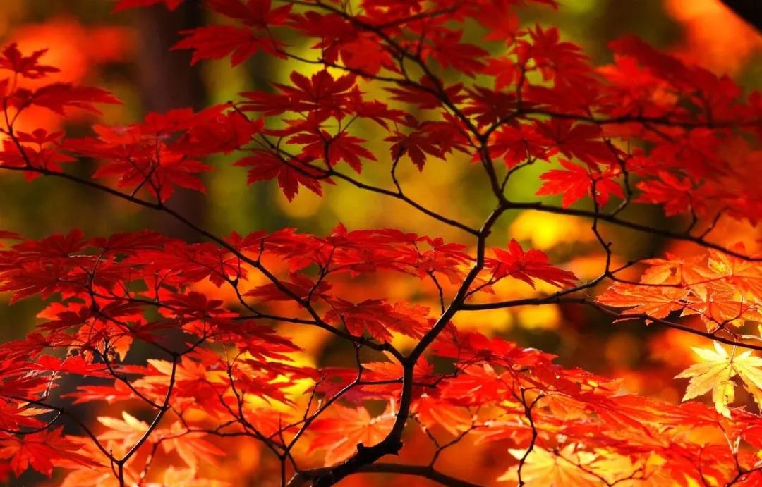 北京香山红叶旅游攻略,北京香山红叶风景摄影