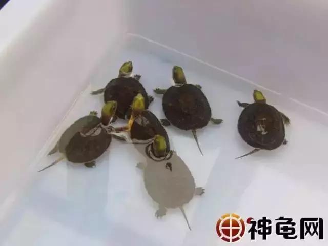 龟苗出壳后，喂食、环境的护理