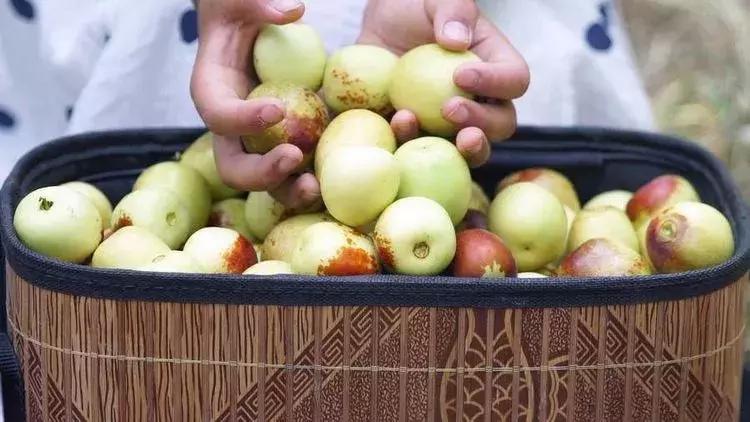 陕西大荔哈密瓜,大荔县东野雀