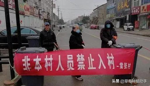 因为疫情的原因草莓滞销,疫情让草莓滞销怎么办