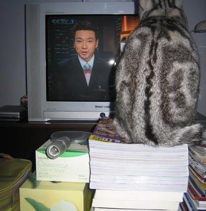 没想到,央视的名嘴们全都是猫奴