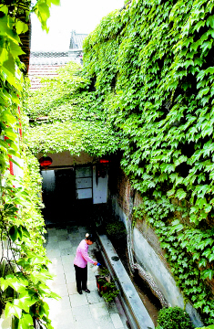 夏天院子里种爬山虎,在家里种爬山虎