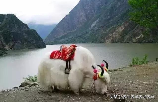 适合生产雪花牛肉的中国牛品种,夏洛莱和黑白花牛杂交是啥品种