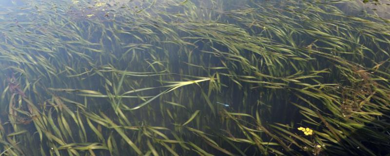 蟹塘绿水什么处理,蟹塘老绿水快速处理方法