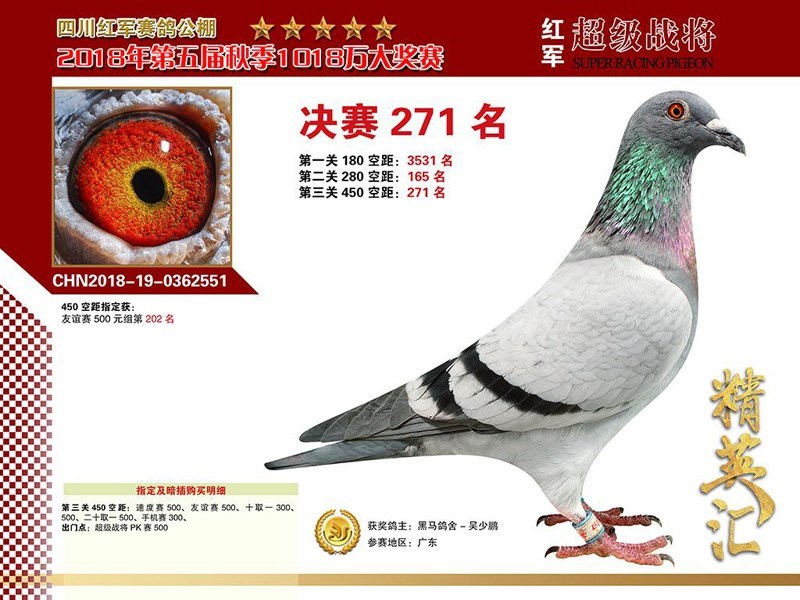 海霸王詹森纪录,冠霖公棚2017年获奖鸽欣赏