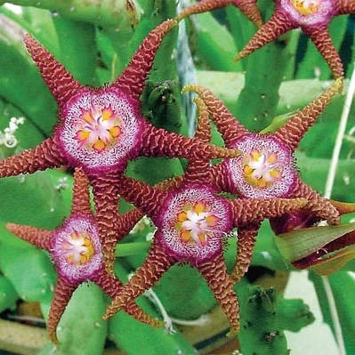 保证你没见过的新奇特植物 (令人大开眼界的植物世界)