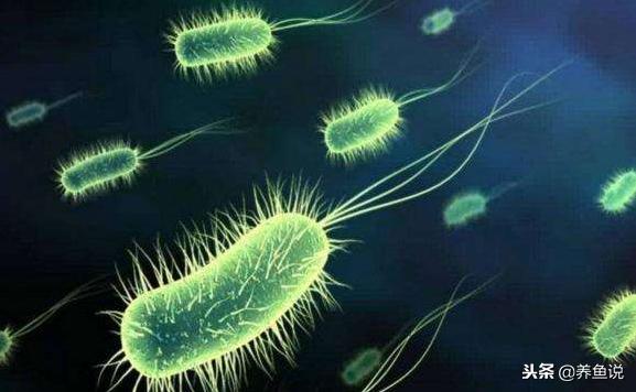 硝化细菌在养殖中的作用,硝化细菌在鱼缸起到什么作用