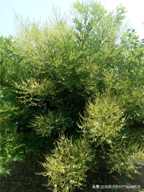 高鹏说药材：双季槐-农民增收的发财树