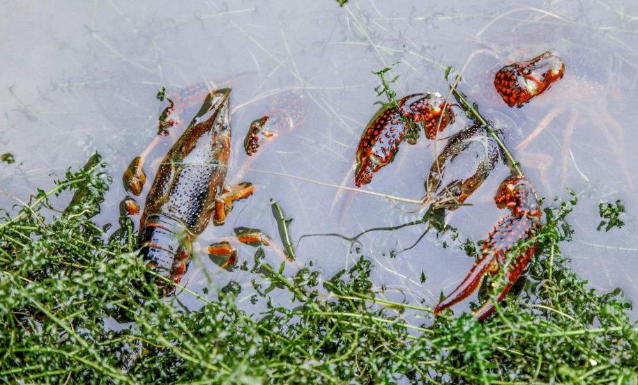 小龙虾味道好，养殖技术复杂，做好这几点解决你所有问题