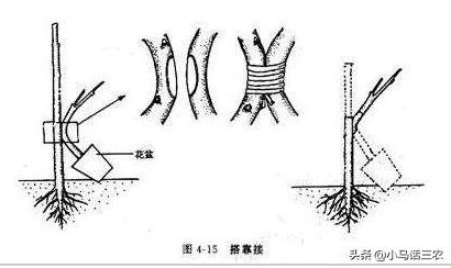 轻松掌握果树嫁接方法，让你也能成为嫁接高手