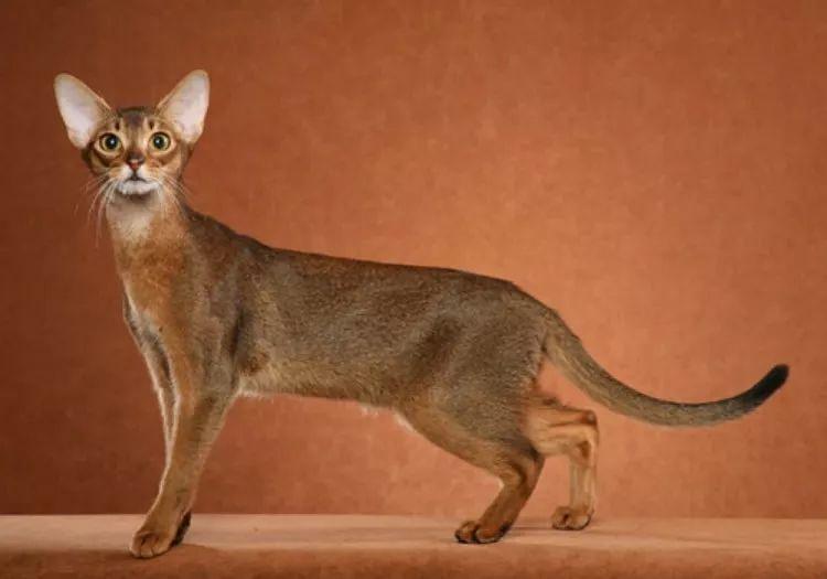 cfa国际名猫展,cfa认可猫的品种