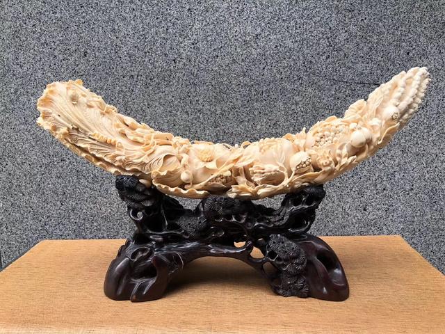 猛犸象牙有收藏的意义吗,猛犸象牙储量大吗