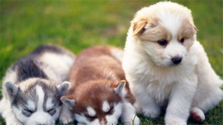 给狗驱虫狗为什么还会有跳蚤,给狗驱虫会导致拉稀吗