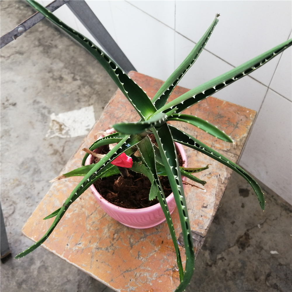 芦荟长势差，还干瘪，学会3招，叶肥又壮实，翠绿欲滴