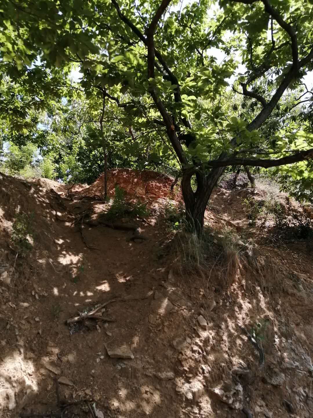 一种农药可以防治几种害虫,根瘤病果园管理