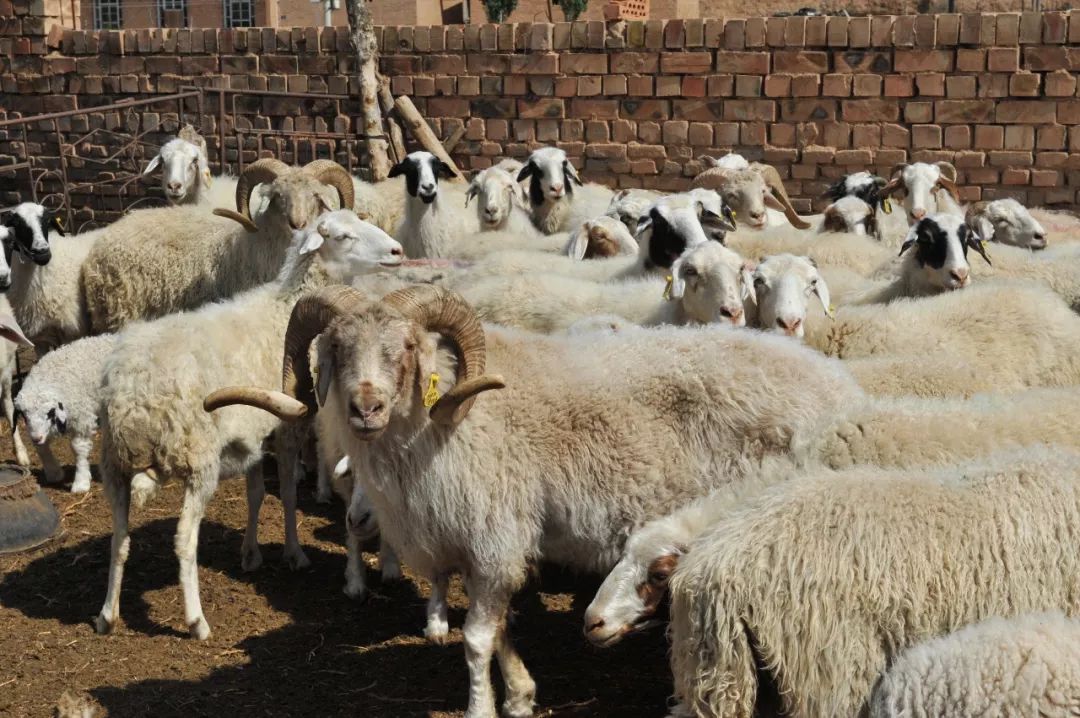 内蒙羊肉与盐池滩羊肉,新疆羊肉和盐池滩羊肉