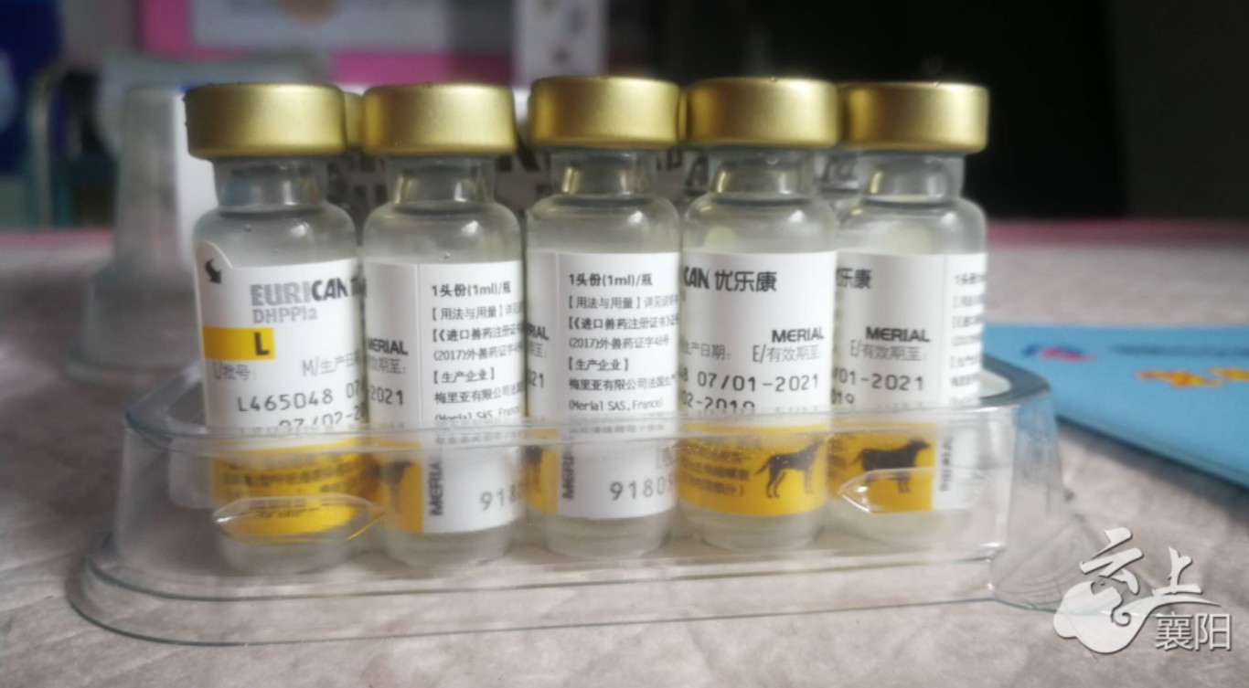 为啥狗狗打完疫苗没有抗体,襄阳办狗证狗狗没打疫苗