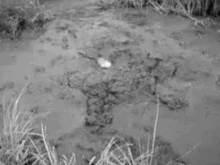 撑杆跳高撑杆怎么做的,弹性伸缩杆多少钱一个