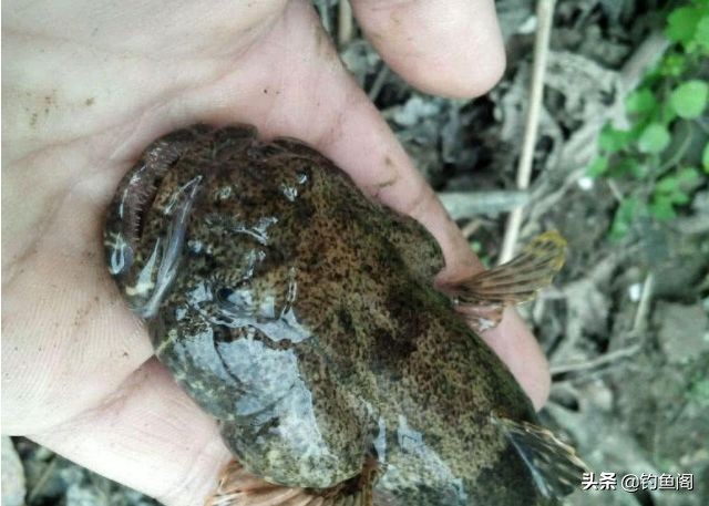 凶猛虎头鱼,虎头鱼特性